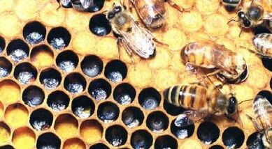 Varisli damarların arı ürünleriyle tedavisi