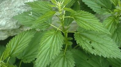 varisli damarların tedavisi için bitkisel kaynatma