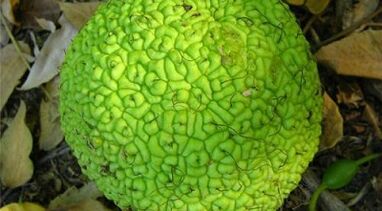 varisli damarların tedavisi için infüzyon tarifleri